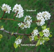 flowering branches, comparison