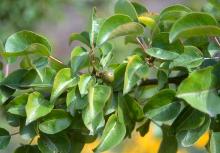 leaves and fruit leaves and fruit