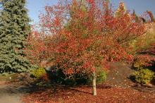 plant habit, fall plant habit, fall