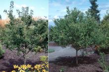 plant habit, summer plant habit, summer