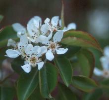 flowers and leaves) flowers and leaves)