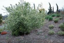 plant habit, flowering plant habit, flowering