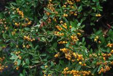 leaves and fruit