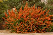 plant habit, fall fruiting