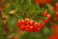 fruit and leaves