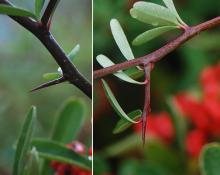 thorns