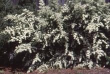 plant habit, flowering