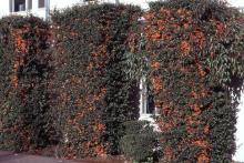 plant habit, sheared