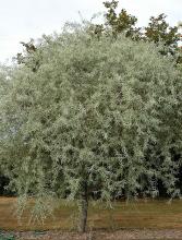 plant habit