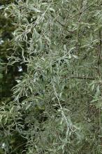 foliage
