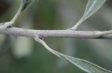 stem