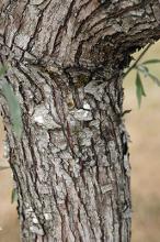 trunk, bark