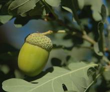 developing fruit (acorn)
