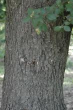 older tree, trunk, bark