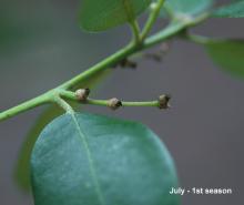 developing fruit (acorn)