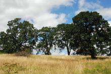 in habitat, oak savanna