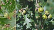 developing acorns