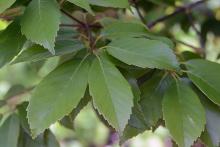 leaves