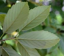 leaves, underside
