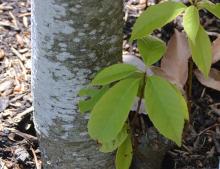 trunk, bark