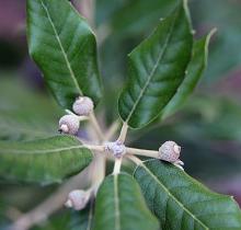 leaves and young acorns