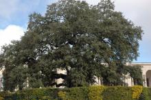 plant habit, large tree