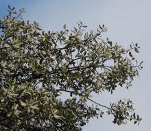foliage