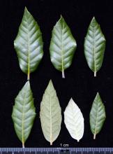 leaves