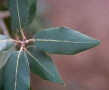 leaves