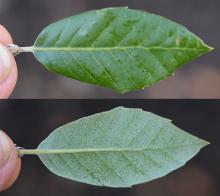 leaf