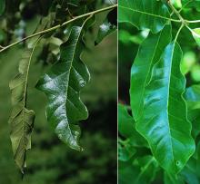 leaves