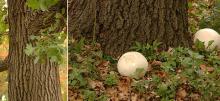 trunk, giant puffball (Calvatia gigantia) at base