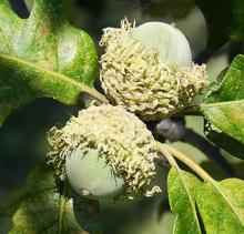 ripening fruit (acorns), September
