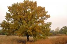 plant habit, fall