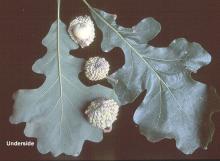 leaves and fruit