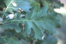 leaf