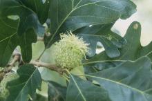 immature fruit and leaves