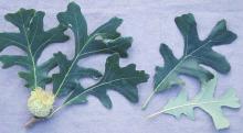 leaves and immature fruit