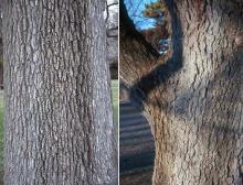 trunk, bark