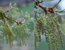 expanding leaves and flowers (catkins)