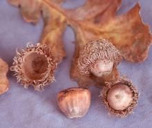 mature fruit (acorns)