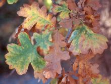 leaves, fall
