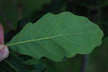 leaf, underside