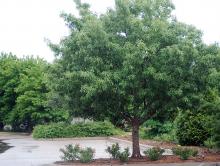 plant habit