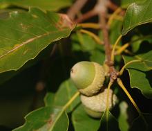 developing acorns