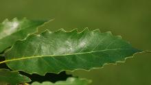 leaf