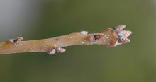 winter twig and buds
