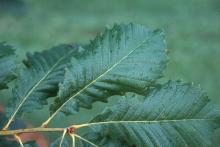 leaves and buds