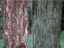 trunk, bark