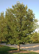 plant habit 